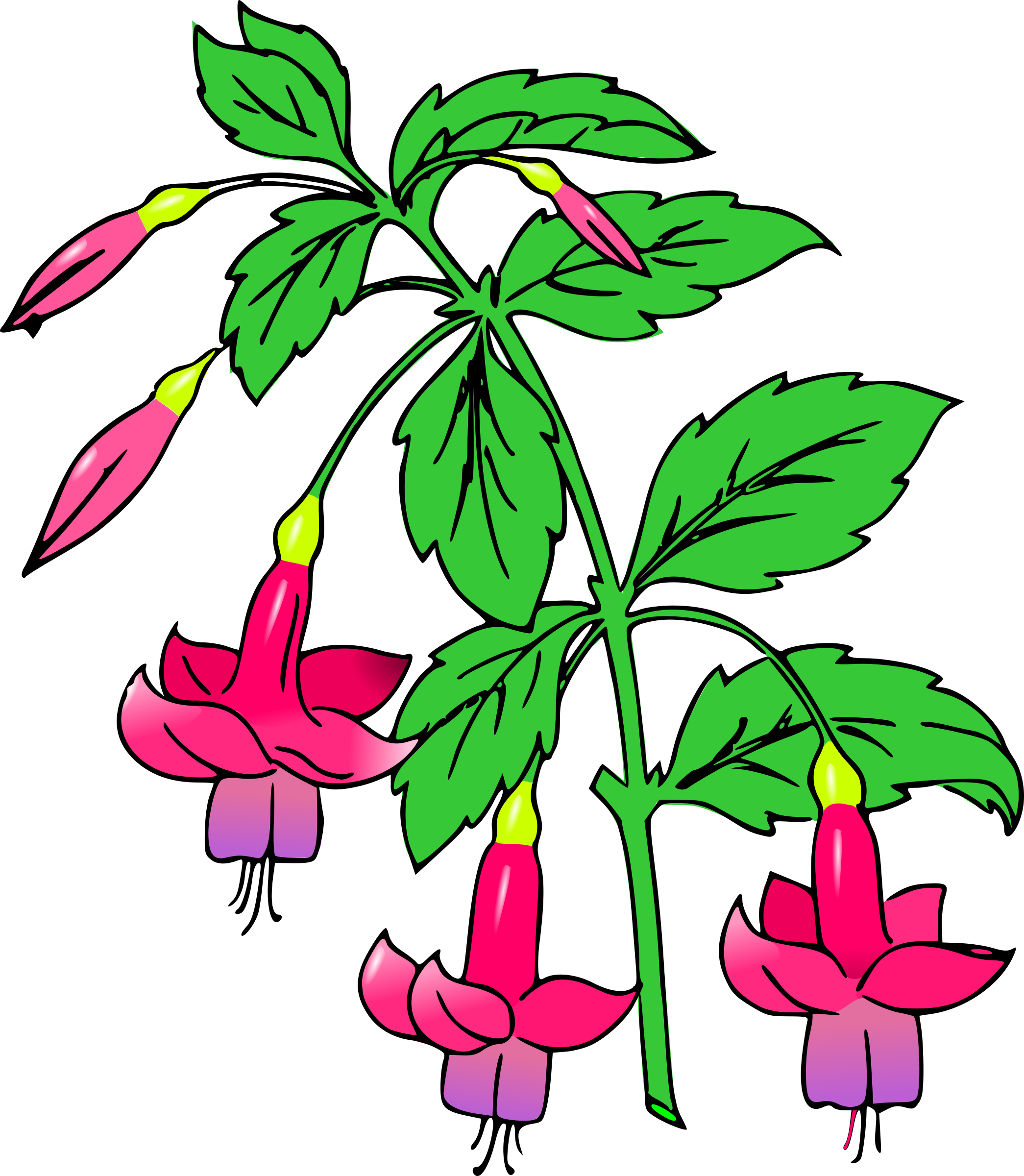 Big Image - Fuchsia Clipart (2090x2400)