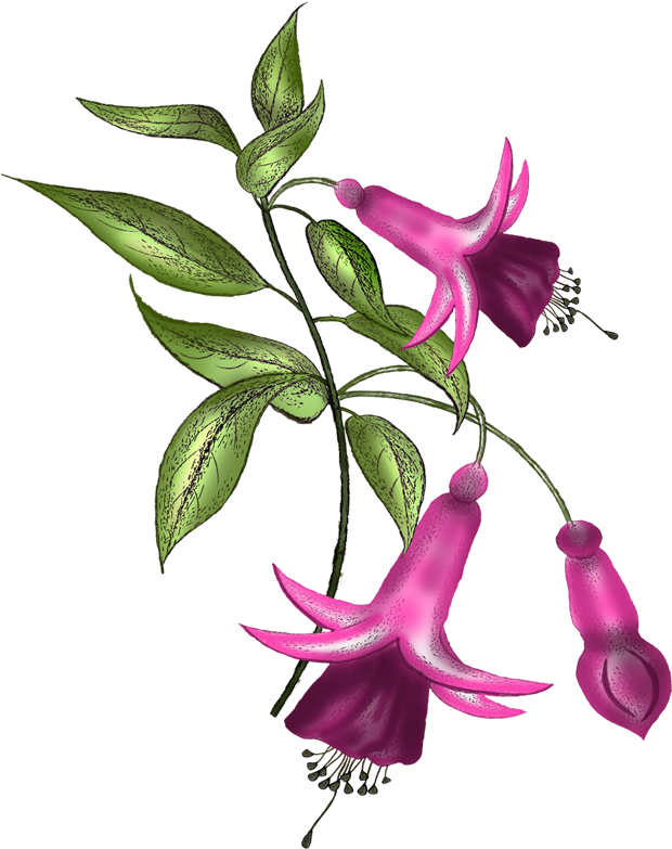 Flowers Fuchsia Vector - Fuchsia (630x812)