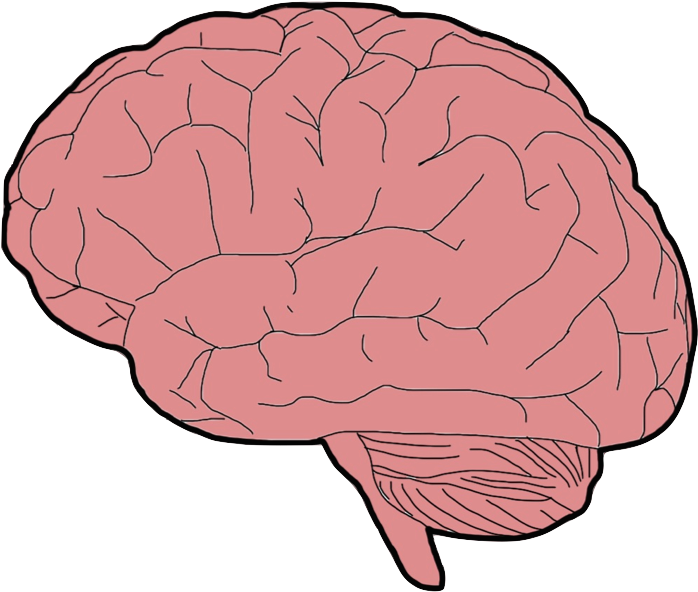 Brain - Cauliflower (745x635)