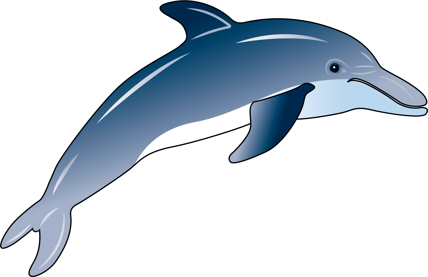 Common Bottlenose Dolphin (1501x972)