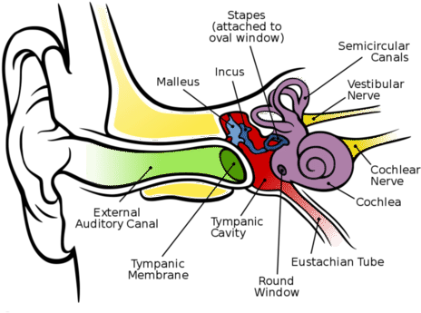 500 X 375 2 - Hearing System In Human (500x375)
