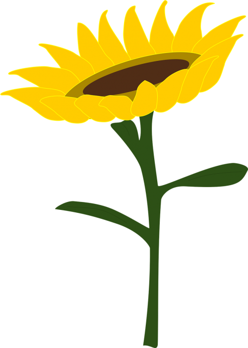 Flower, - Portable Network Graphics (500x703)