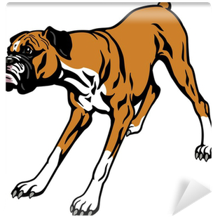 Boxer (400x400)