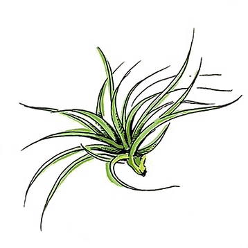Air Plant - - Agave (358x358)