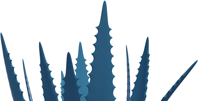Our Plant - Agave (678x340)