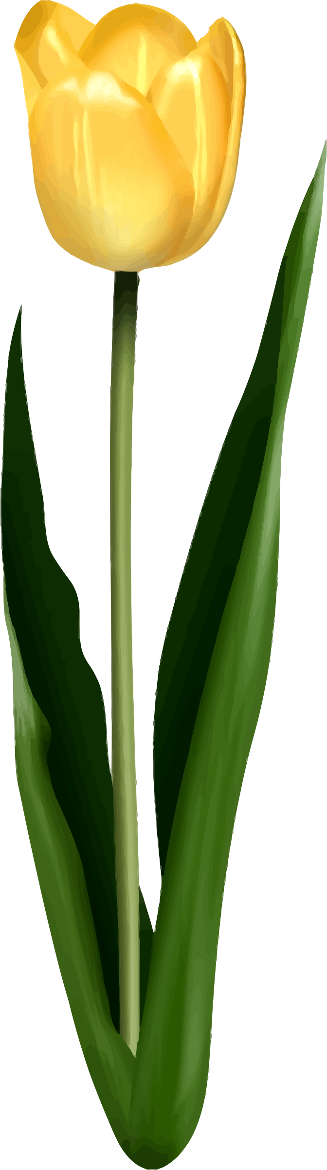 Big Image - Agave (672x2400)