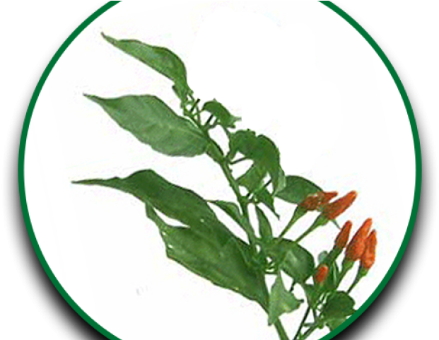Bay Laurel (640x480)