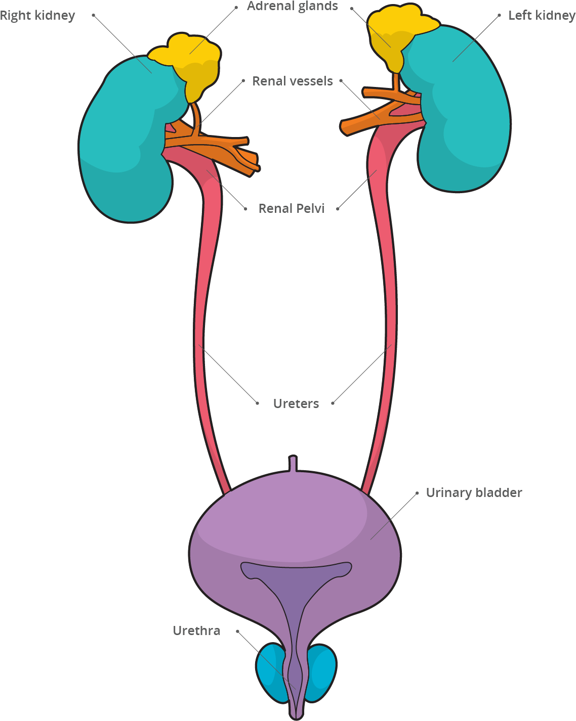 Urinary System - Urinary System Transparent (1563x1875)