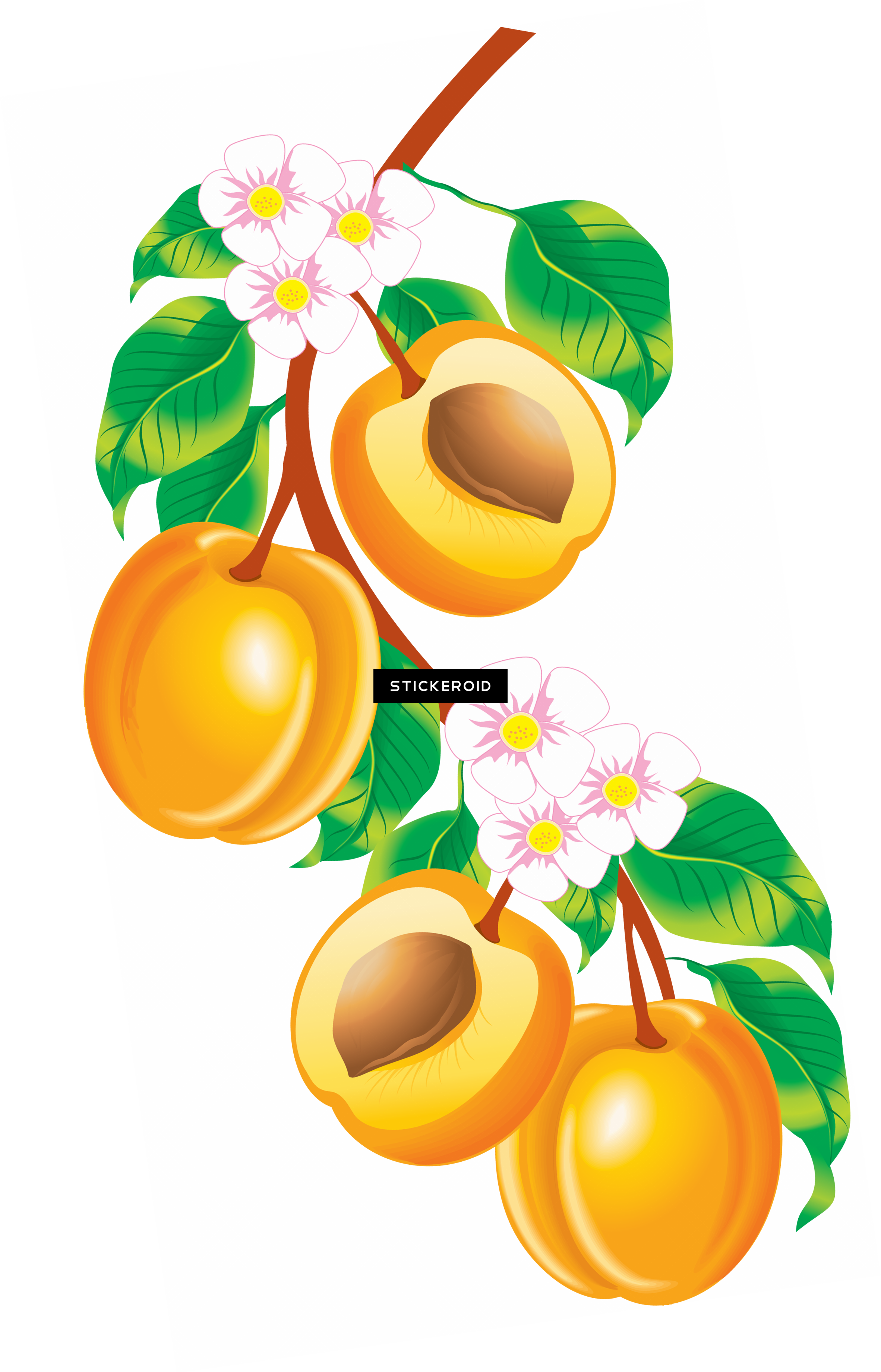Peach - Fruits Vector (2364x3680)
