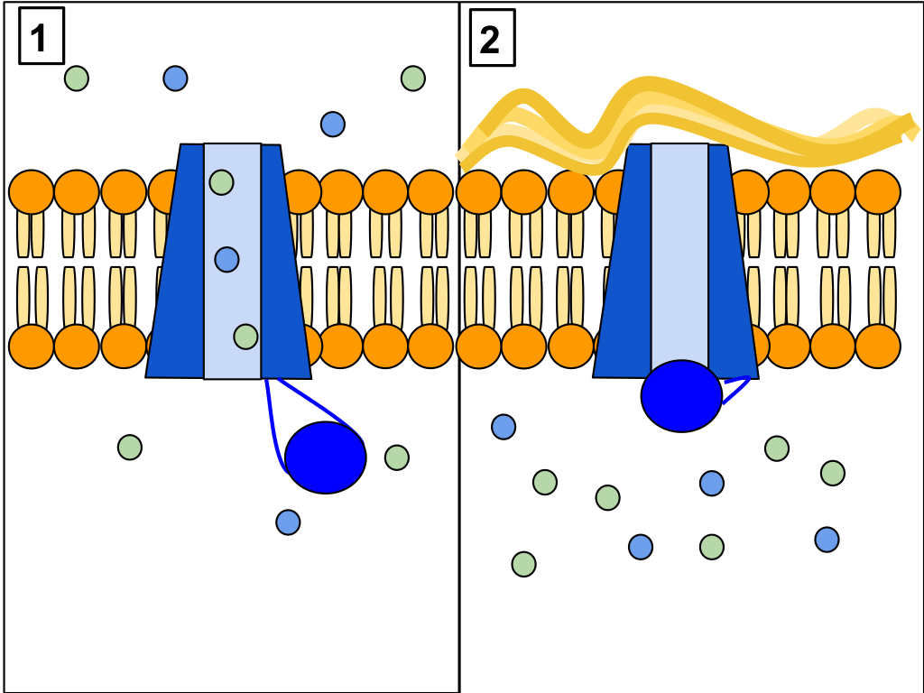 Cftr Protein Panels - Cftr Protein (1024x768)