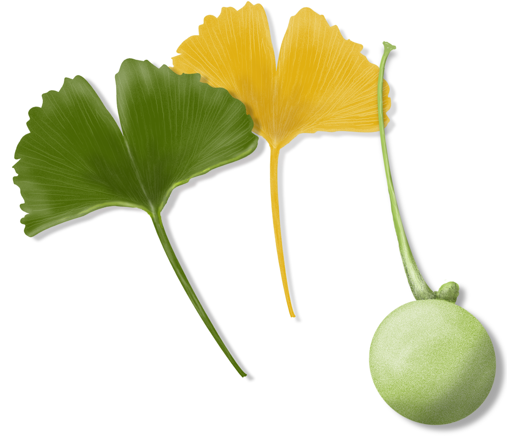 Expand Image - Maidenhair Tree (1016x1080)