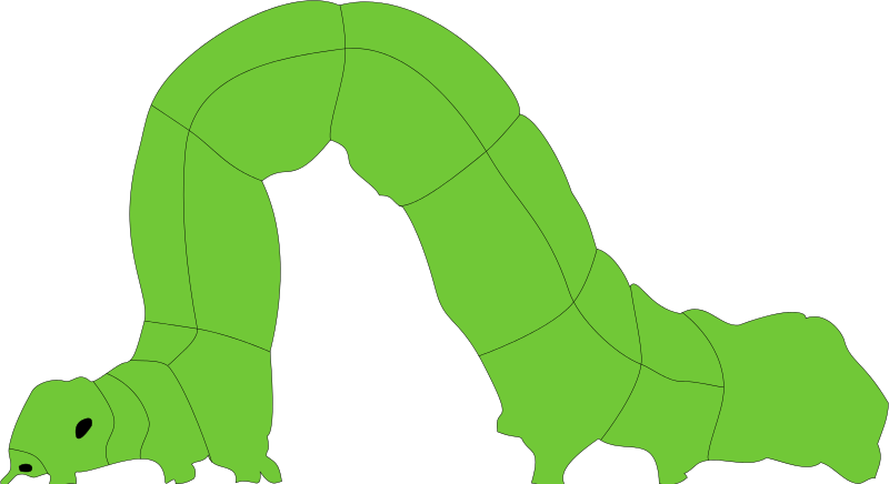 Inchworm Clipart (800x436)