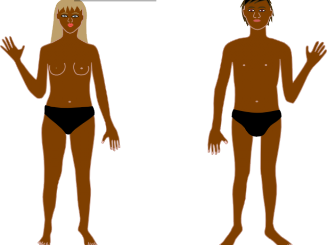 Anatomy (640x480)