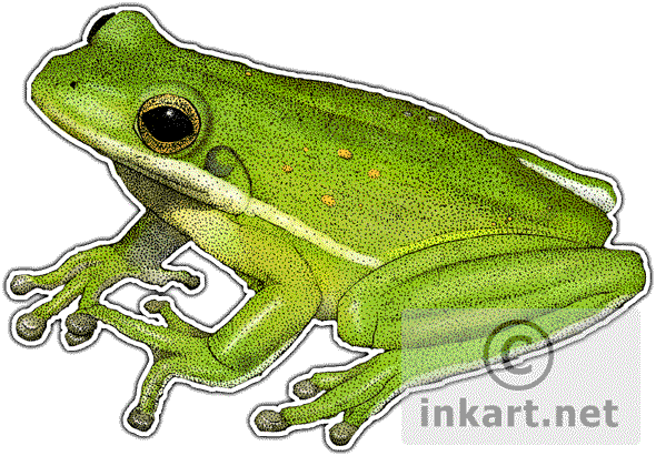 Treefrog Hyla Cinerea Line - Drawing (590x411)