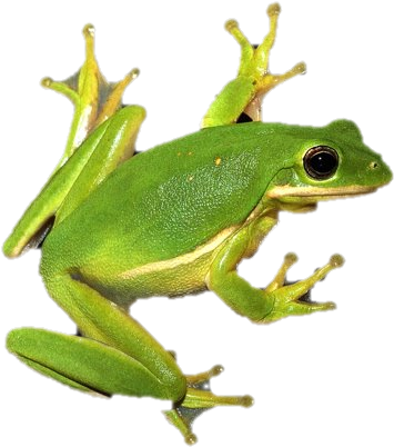 Spring Frog Clipart - Agalychnis (375x420)