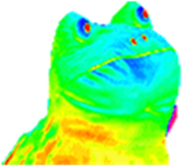 Mlg Frog Transparent - Rainbow Toad Gif (420x420)