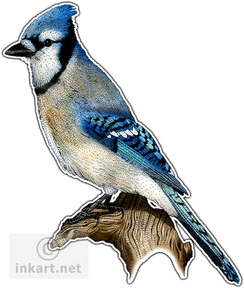 499 X 590 16 - Blue Jay (499x590)