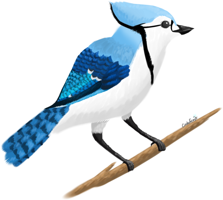 1000 X 799 3 - Blue Jay (1000x799)