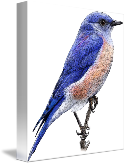 495 X 650 3 - Eastern Bluebird (495x650)