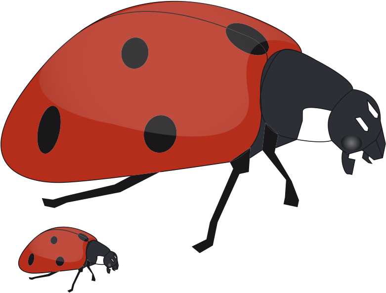 Baby Book Clip Art - Mother And Baby Insect (800x609)