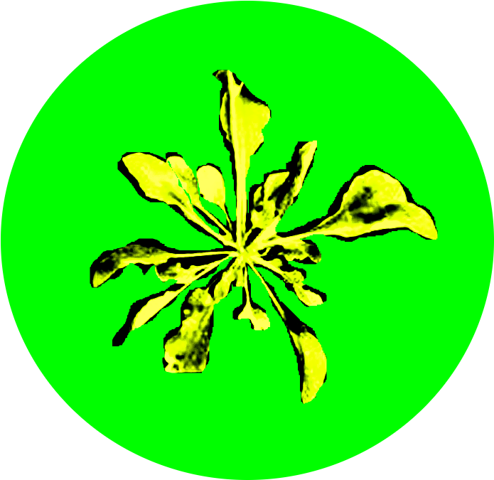Rosette - Rosette (776x740)