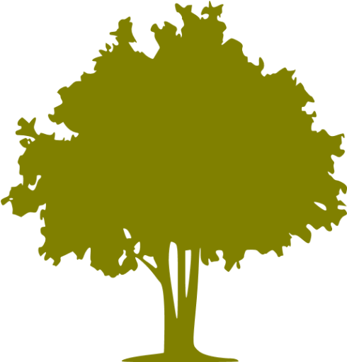 Orange Tree Icon (512x512)
