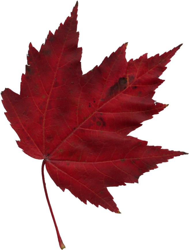 Canada Training Group - Maple Leaf (851x1024)