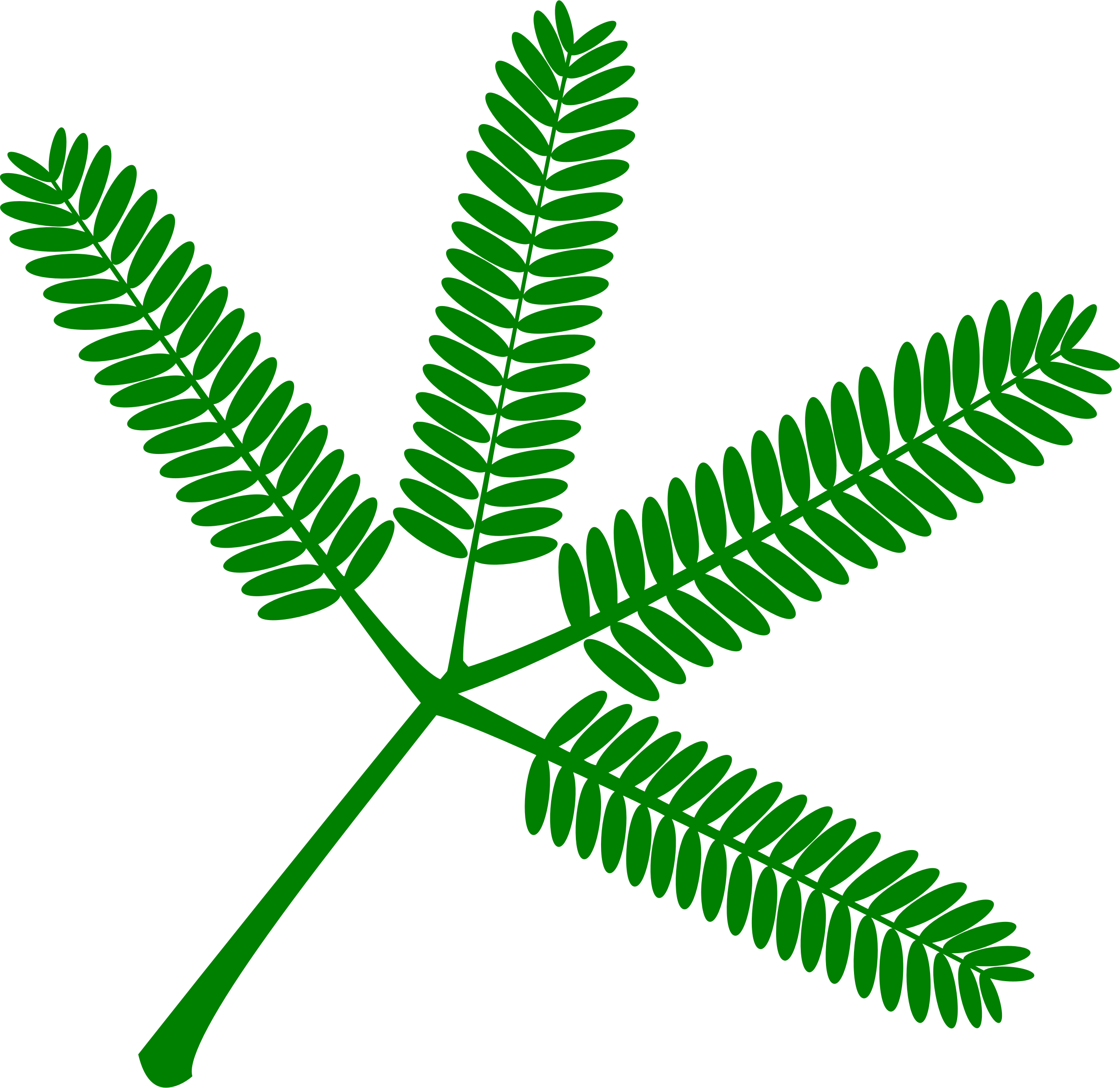 Medium Image - Touch Me Not Plant Vector (2400x2332)