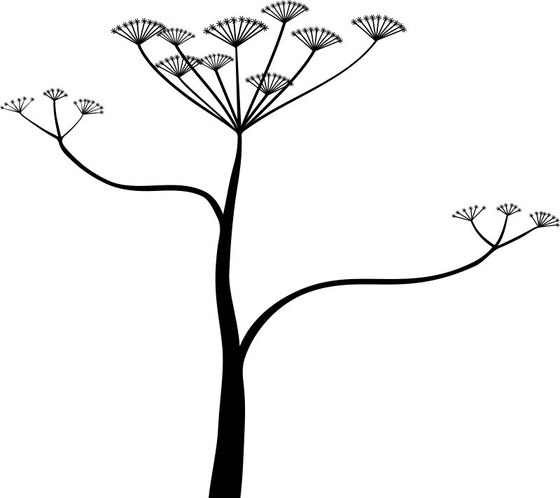 Cicuta Png (800x712)