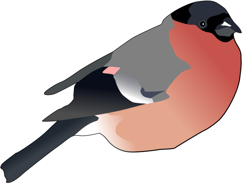 Clipart Gil (800x611)