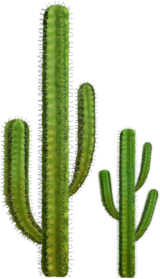 Cactus Png (538x918)
