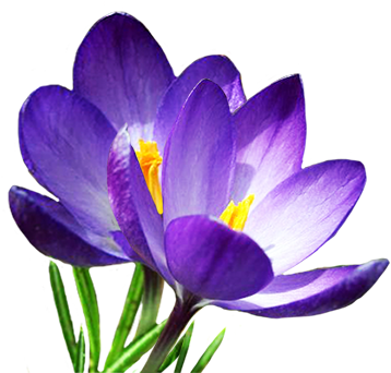 Spring - Крокус Png (357x354)