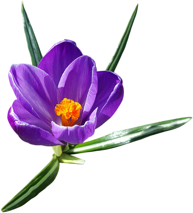 Crocus Transparent Background - Crocus Png (671x720)