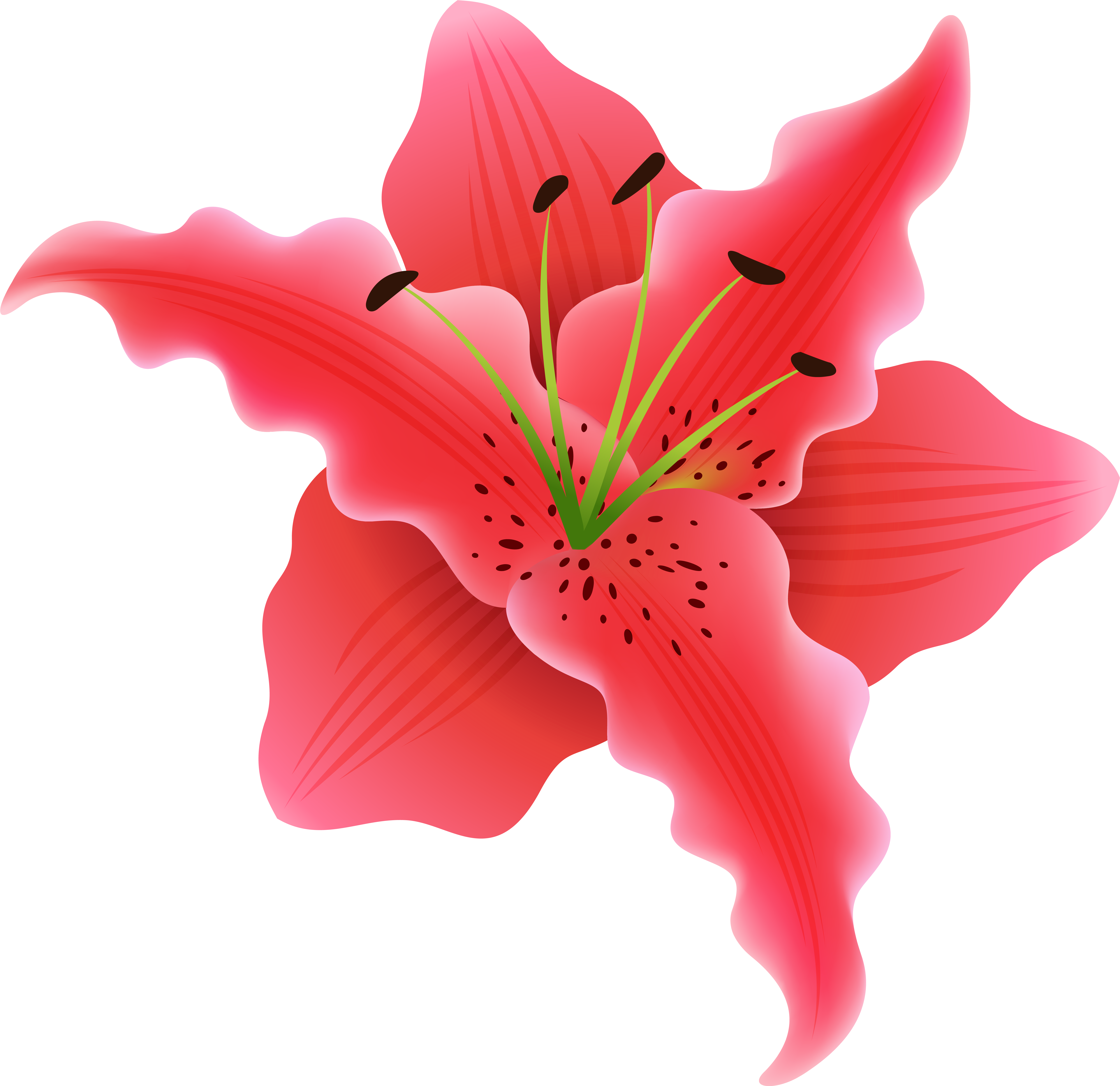   Flower (6223x6035)