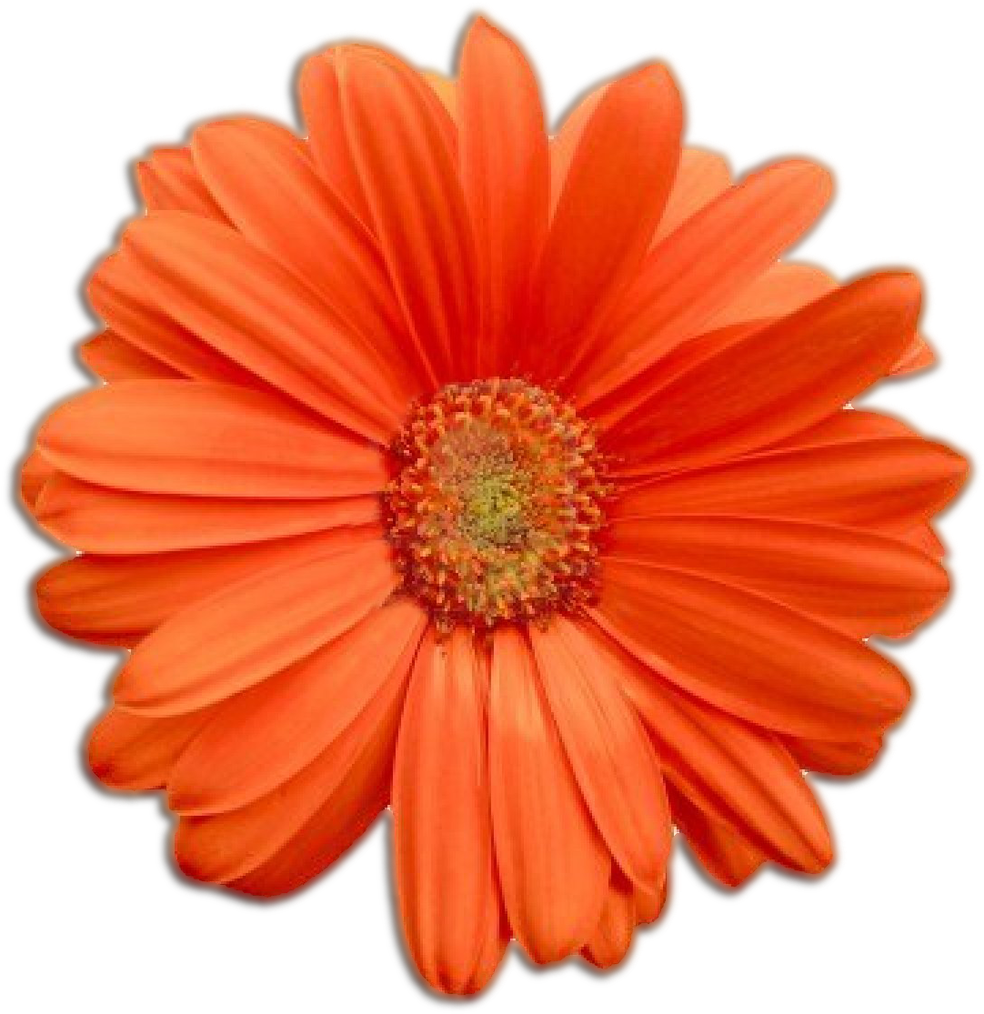 Flower - Flower (1200x1200)
