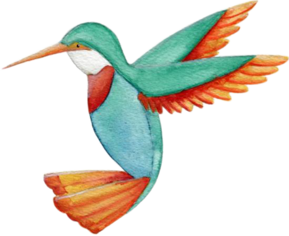 Coraciiformes (987x808)