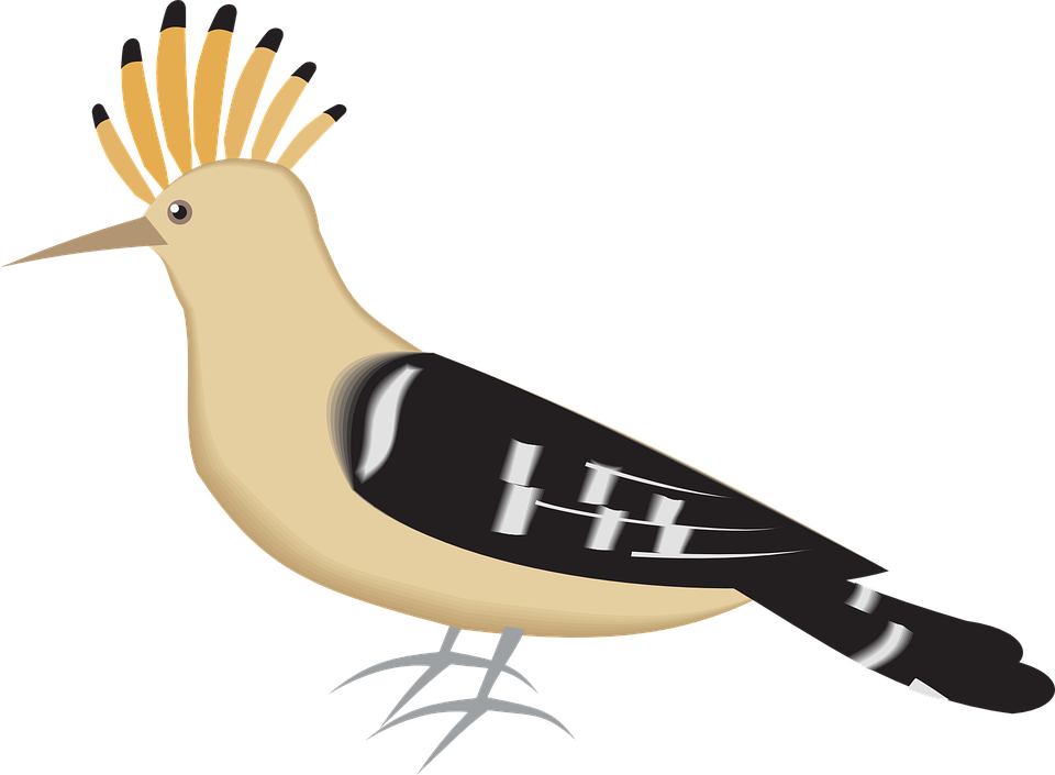 Mockingbird Coloring Page Download - איך מציירים דוכיפת (960x705)