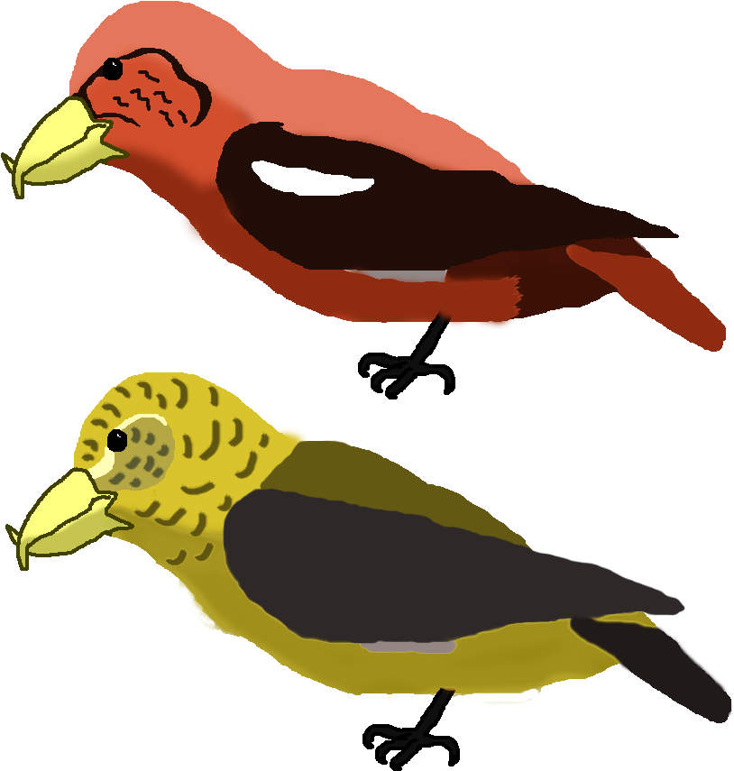 Featured Bird Archives - Crossbills (839x884)