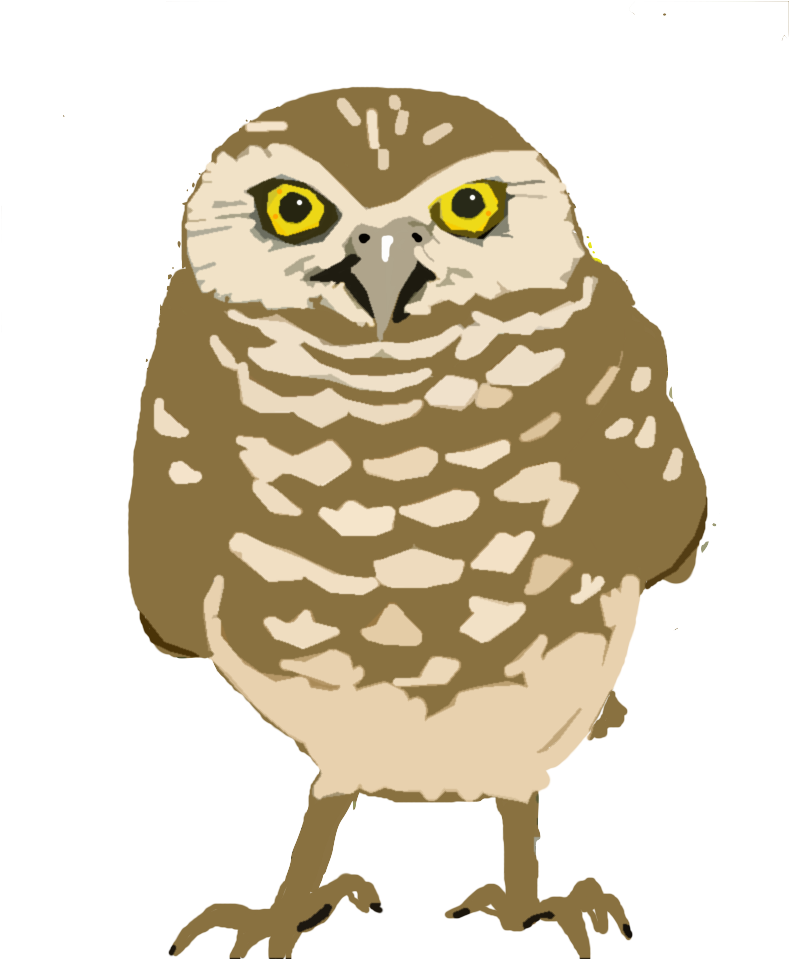 Burrowing-owl Copy - Owl (841x958)