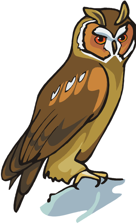Owl - Animal (455x750)