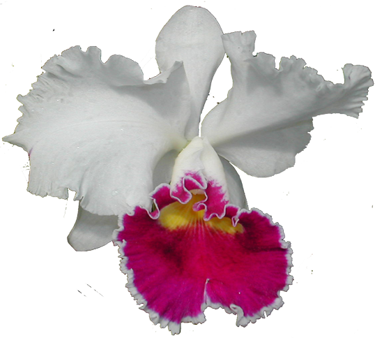 Image7 - - Photography (538x484)