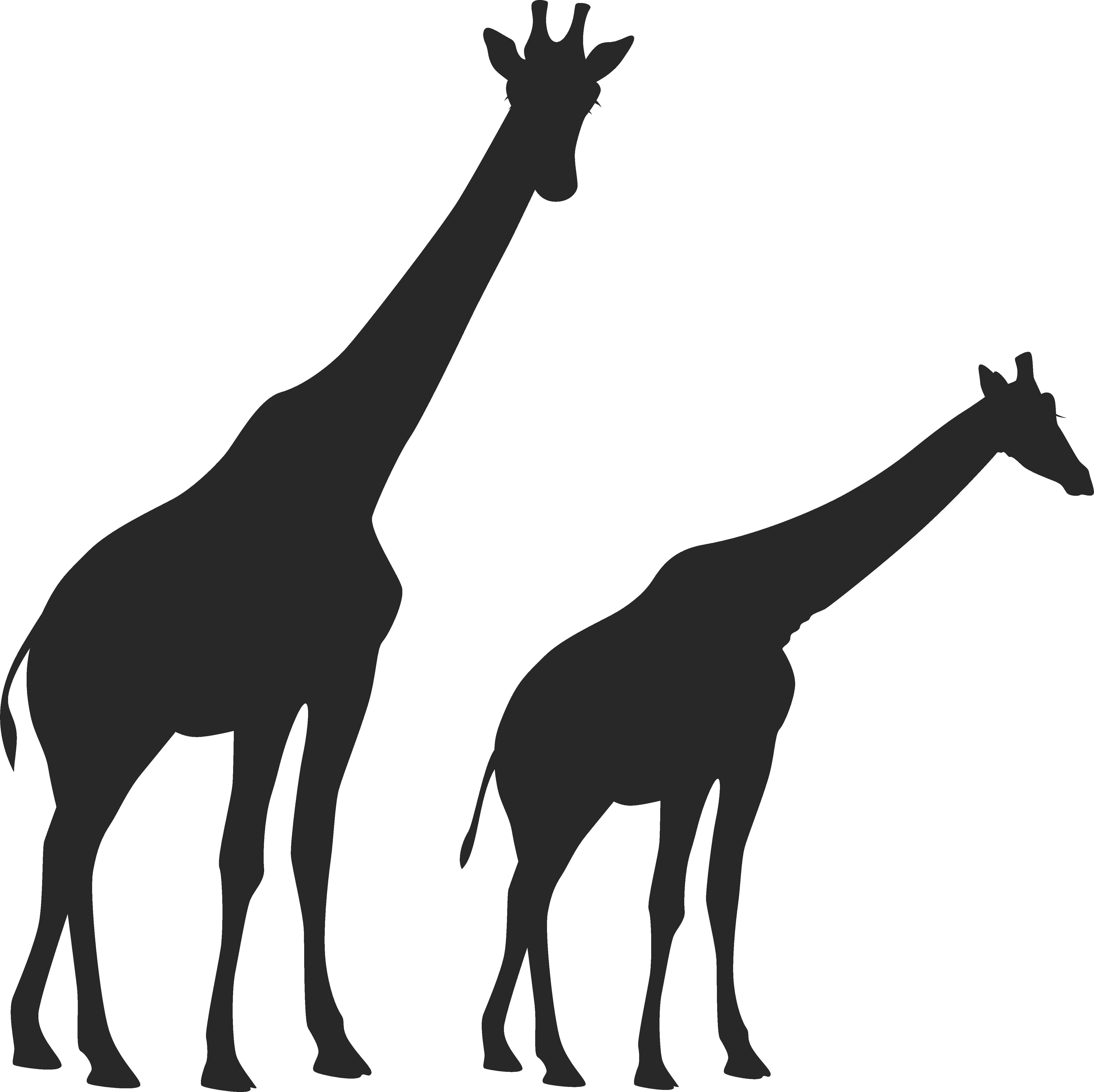 Two African Giraffes - Silhouette (4726x4718)