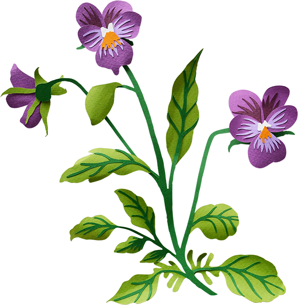 Pansy - Pansy (605x620)