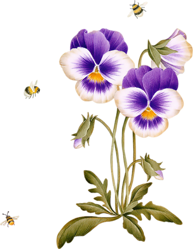Виолы / Декупаж / Картинки Для Декупажа - Name Amber (388x500)