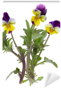 Pansy (400x400)