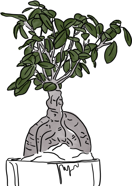 Bonsai Tree - Line Drawing - Bonsai (1280x800)
