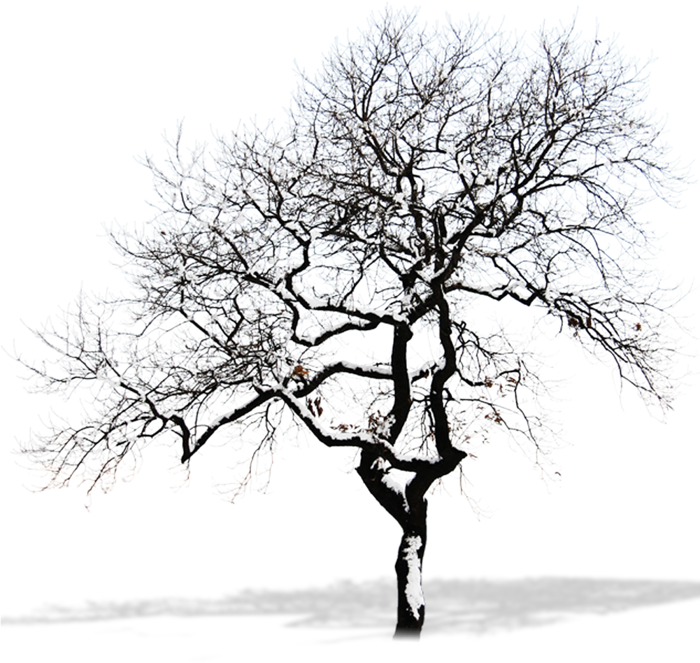 Snow Tree Branch - Winter Tree Png (1000x1000)