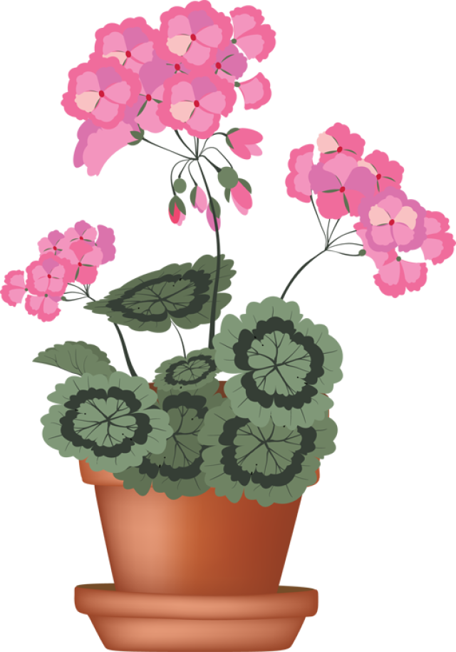 Geranium Flower In Pot (640x914)