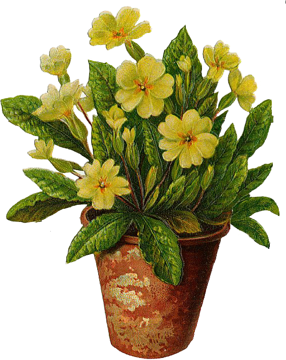 The Flower - Vase (574x729)
