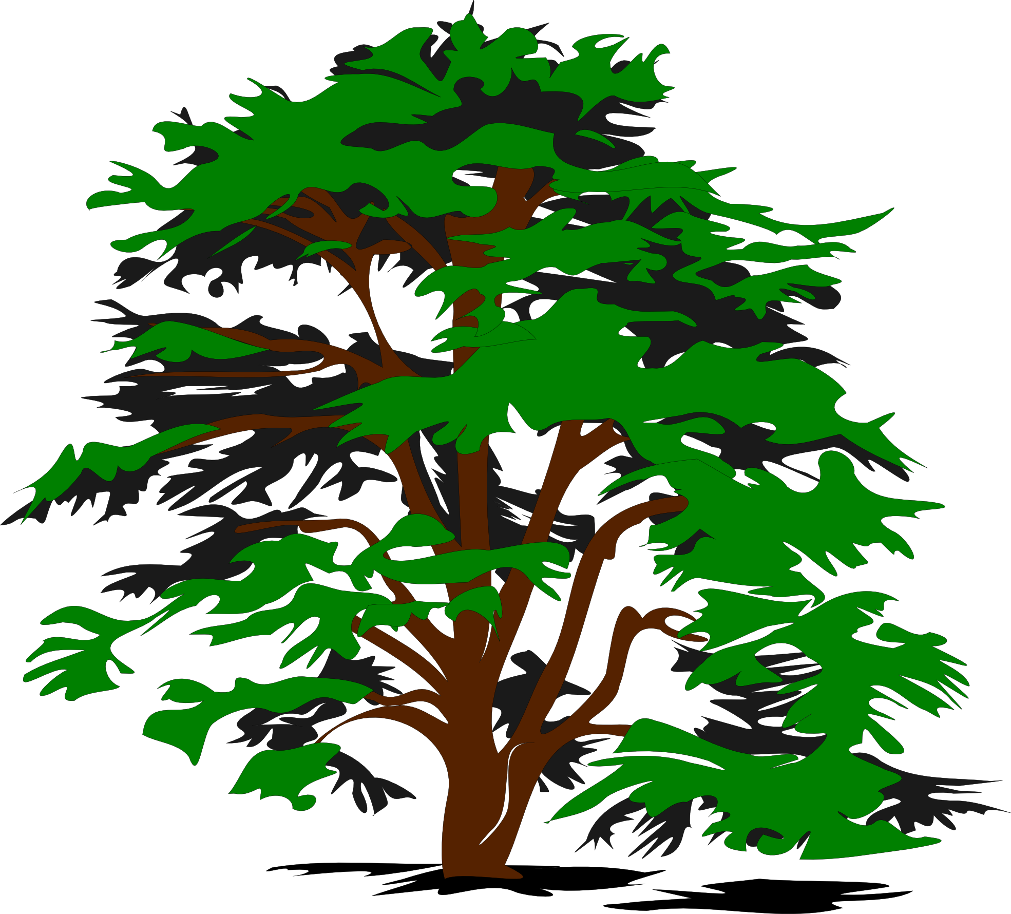 Cedar Tree Clip Art (1969x1780)